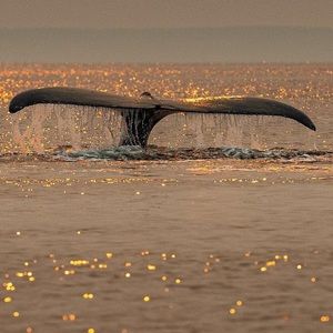 Meet your Posher, Gabriela
